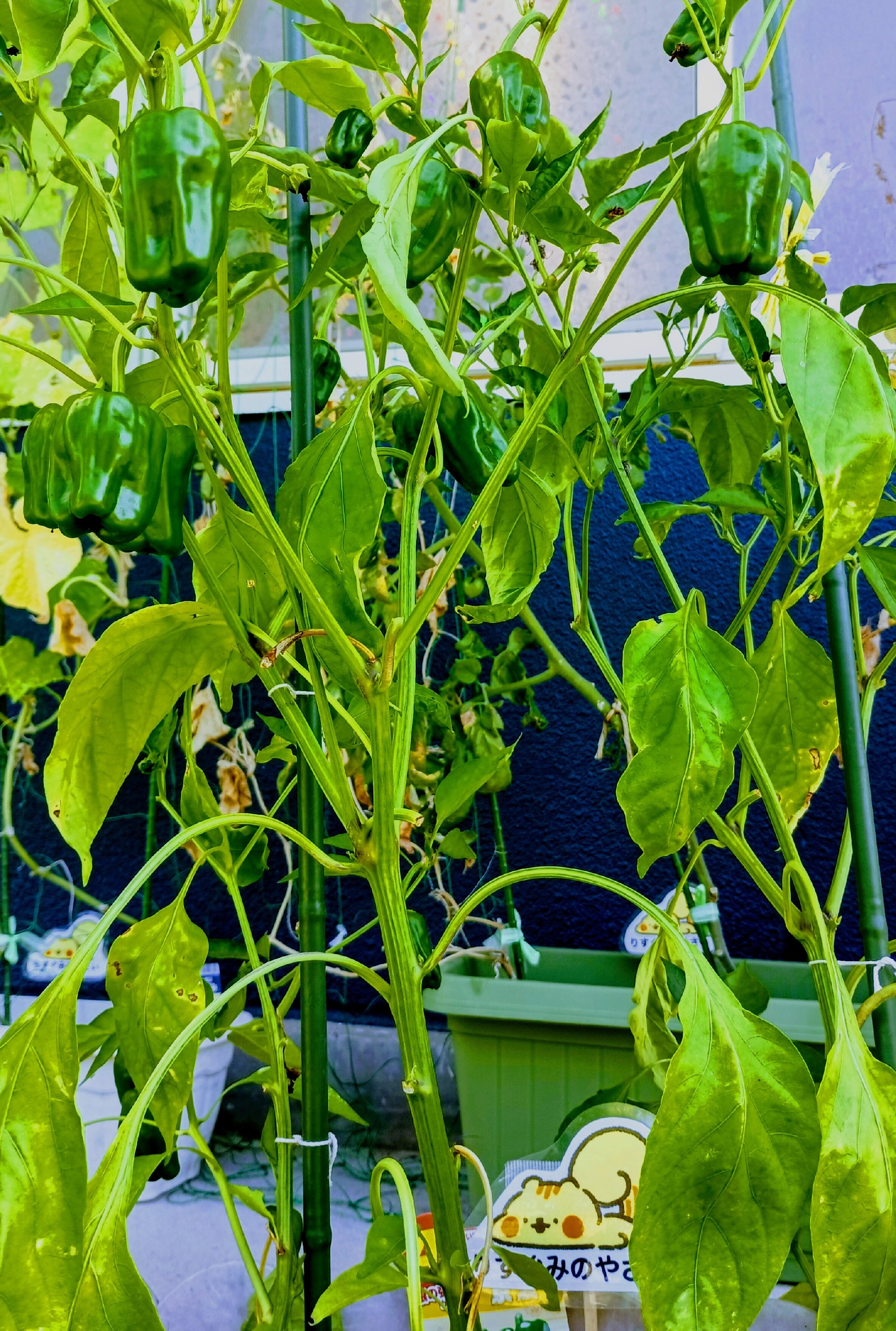 入園申込方法について